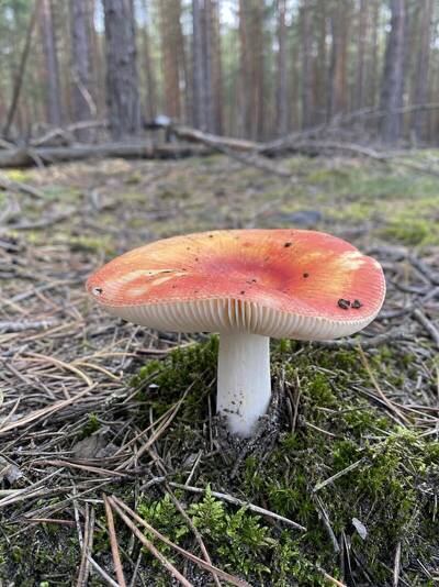golabek_plowiejacy