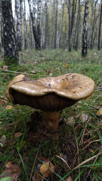 krowiak-podwiniet