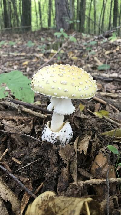 Muchomor cytrynowy