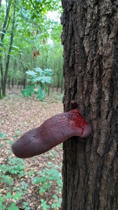 Ozorek dębowy