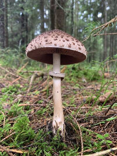 pieczarka-lesna