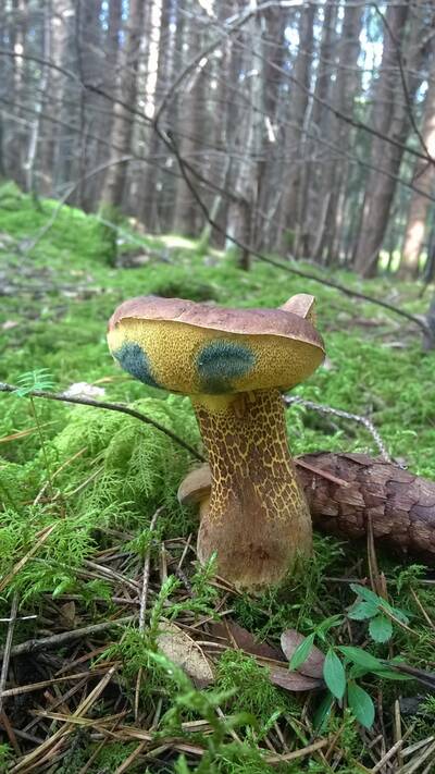 Podgrzybek grubosiatkowany